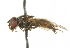  ( - CNC DIPTERA 101596)  @13 [ ] CreativeCommons - Attribution (2011) CNC/CBG Photography Group Centre for Biodiversity Genomics