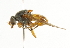  ( - CNC DIPTERA 101613)  @13 [ ] CreativeCommons - Attribution (2011) CNC/CBG Photography Group Centre for Biodiversity Genomics