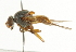  ( - CNC DIPTERA 101614)  @13 [ ] CreativeCommons - Attribution (2011) CNC/CBG Photography Group Centre for Biodiversity Genomics