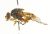  ( - CNC DIPTERA 101616)  @14 [ ] CreativeCommons - Attribution (2011) CNC/CBG Photography Group Centre for Biodiversity Genomics