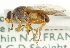  ( - CNC DIPTERA 101618)  @11 [ ] CreativeCommons - Attribution (2011) CNC/CBG Photography Group Centre for Biodiversity Genomics