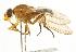  ( - CNC DIPTERA 101624)  @11 [ ] CreativeCommons - Attribution (2011) CNC/CBG Photography Group Centre for Biodiversity Genomics