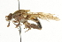  ( - CNC DIPTERA 101628)  @13 [ ] CreativeCommons - Attribution (2011) CNC/CBG Photography Group Centre for Biodiversity Genomics