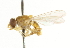  ( - CNC DIPTERA 101629)  @12 [ ] CreativeCommons - Attribution (2011) CNC/CBG Photography Group Centre for Biodiversity Genomics