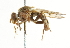  ( - CNC DIPTERA 101631)  @11 [ ] CreativeCommons - Attribution (2011) CNC/CBG Photography Group Centre for Biodiversity Genomics