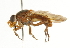  ( - CNC DIPTERA 101633)  @12 [ ] CreativeCommons - Attribution (2011) CNC/CBG Photography Group Centre for Biodiversity Genomics
