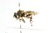  ( - CNC DIPTERA 101636)  @13 [ ] CreativeCommons - Attribution (2011) CNC/CBG Photography Group Centre for Biodiversity Genomics