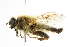  ( - CNC DIPTERA 101637)  @11 [ ] CreativeCommons - Attribution (2011) CNC/CBG Photography Group Centre for Biodiversity Genomics