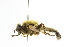  ( - CNC DIPTERA 101638)  @11 [ ] CreativeCommons - Attribution (2011) CNC/CBG Photography Group Centre for Biodiversity Genomics