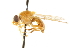  ( - CNC DIPTERA 101644)  @11 [ ] CreativeCommons - Attribution (2011) CNC/CBG Photography Group Centre for Biodiversity Genomics