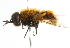  ( - CNC DIPTERA 101645)  @13 [ ] CreativeCommons - Attribution (2011) CNC/CBG Photography Group Centre for Biodiversity Genomics