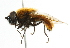  ( - CNC DIPTERA 101647)  @14 [ ] CreativeCommons - Attribution (2011) CNC/CBG Photography Group Centre for Biodiversity Genomics