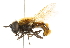  ( - CNC DIPTERA 101648)  @12 [ ] CreativeCommons - Attribution (2011) CNC/CBG Photography Group Centre for Biodiversity Genomics