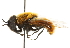  ( - CNC DIPTERA 101649)  @14 [ ] CreativeCommons - Attribution (2011) CNC/CBG Photography Group Centre for Biodiversity Genomics