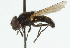  ( - CNC DIPTERA 101683)  @13 [ ] CreativeCommons - Attribution (2011) CNC/CBG Photography Group Centre for Biodiversity Genomics