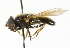  ( - CNC DIPTERA 101688)  @14 [ ] CreativeCommons - Attribution (2011) CNC/CBG Photography Group Centre for Biodiversity Genomics