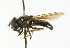 ( - CNC DIPTERA 101689)  @13 [ ] CreativeCommons - Attribution (2011) CNC/CBG Photography Group Centre for Biodiversity Genomics