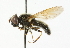  ( - CNC DIPTERA 101690)  @14 [ ] CreativeCommons - Attribution (2011) CNC/CBG Photography Group Centre for Biodiversity Genomics