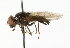  (Cheilosia tristis - CNC DIPTERA 101691)  @11 [ ] CreativeCommons - Attribution (2011) CNC/CBG Photography Group Centre for Biodiversity Genomics