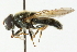  ( - CNC DIPTERA 101695)  @11 [ ] CreativeCommons - Attribution (2011) CNC/CBG Photography Group Centre for Biodiversity Genomics