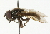  ( - CNC DIPTERA 101708)  @13 [ ] CreativeCommons - Attribution (2011) CNC/CBG Photography Group Centre for Biodiversity Genomics