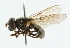  ( - CNC DIPTERA 101711)  @14 [ ] CreativeCommons - Attribution (2011) CNC/CBG Photography Group Centre for Biodiversity Genomics