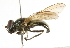  ( - CNC DIPTERA 101715)  @13 [ ] CreativeCommons - Attribution (2011) CNC/CBG Photography Group Centre for Biodiversity Genomics