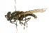  ( - CNC DIPTERA 101716)  @13 [ ] CreativeCommons - Attribution (2011) CNC/CBG Photography Group Centre for Biodiversity Genomics