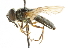  ( - CNC DIPTERA 101717)  @13 [ ] CreativeCommons - Attribution (2011) CNC/CBG Photography Group Centre for Biodiversity Genomics