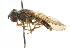  ( - CNC DIPTERA 101718)  @12 [ ] CreativeCommons - Attribution (2011) CNC/CBG Photography Group Centre for Biodiversity Genomics
