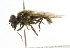 ( - CNC DIPTERA 101719)  @13 [ ] CreativeCommons - Attribution (2011) CNC/CBG Photography Group Centre for Biodiversity Genomics