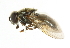  (Cheilosia ahenea - CNC DIPTERA 101720)  @14 [ ] CreativeCommons - Attribution (2011) CNC/CBG Photography Group Centre for Biodiversity Genomics