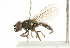  ( - CNC DIPTERA 101721)  @11 [ ] CreativeCommons - Attribution (2011) CNC/CBG Photography Group Centre for Biodiversity Genomics