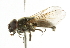  ( - CNC DIPTERA 101722)  @14 [ ] CreativeCommons - Attribution (2011) CNC/CBG Photography Group Centre for Biodiversity Genomics