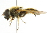  ( - CNC DIPTERA 101723)  @13 [ ] CreativeCommons - Attribution (2011) CNC/CBG Photography Group Centre for Biodiversity Genomics