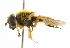  (Cheilosia albipila - CNC DIPTERA 101724)  @14 [ ] CreativeCommons - Attribution (2011) CNC/CBG Photography Group Centre for Biodiversity Genomics