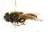  ( - CNC DIPTERA 101725)  @13 [ ] CreativeCommons - Attribution (2011) CNC/CBG Photography Group Centre for Biodiversity Genomics