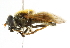  ( - CNC DIPTERA 101727)  @13 [ ] CreativeCommons - Attribution (2011) CNC/CBG Photography Group Centre for Biodiversity Genomics