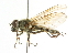  ( - CNC DIPTERA 101728)  @13 [ ] CreativeCommons - Attribution (2011) CNC/CBG Photography Group Centre for Biodiversity Genomics