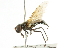  (Cheilosia faucis - CNC DIPTERA 101729)  @13 [ ] CreativeCommons - Attribution (2011) CNC/CBG Photography Group Centre for Biodiversity Genomics