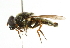  ( - CNC DIPTERA 101730)  @13 [ ] CreativeCommons - Attribution (2011) CNC/CBG Photography Group Centre for Biodiversity Genomics