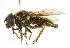  ( - CNC DIPTERA 101731)  @13 [ ] CreativeCommons - Attribution (2011) CNC/CBG Photography Group Centre for Biodiversity Genomics
