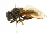  ( - CNC DIPTERA 101732)  @13 [ ] CreativeCommons - Attribution (2011) CNC/CBG Photography Group Centre for Biodiversity Genomics