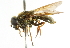  ( - CNC DIPTERA 101733)  @13 [ ] CreativeCommons - Attribution (2011) CNC/CBG Photography Group Centre for Biodiversity Genomics