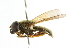 ( - CNC DIPTERA 101734)  @13 [ ] CreativeCommons - Attribution (2011) CNC/CBG Photography Group Centre for Biodiversity Genomics