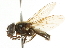  ( - CNC DIPTERA 101736)  @12 [ ] CreativeCommons - Attribution (2011) CNC/CBG Photography Group Centre for Biodiversity Genomics