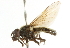  ( - CNC DIPTERA 101737)  @12 [ ] CreativeCommons - Attribution (2011) CNC/CBG Photography Group Centre for Biodiversity Genomics