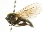  ( - CNC DIPTERA 101738)  @12 [ ] CreativeCommons - Attribution (2011) CNC/CBG Photography Group Centre for Biodiversity Genomics