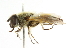  ( - CNC DIPTERA 101739)  @13 [ ] CreativeCommons - Attribution (2011) CNC/CBG Photography Group Centre for Biodiversity Genomics