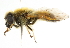  ( - CNC DIPTERA 101740)  @13 [ ] CreativeCommons - Attribution (2011) CNC/CBG Photography Group Centre for Biodiversity Genomics